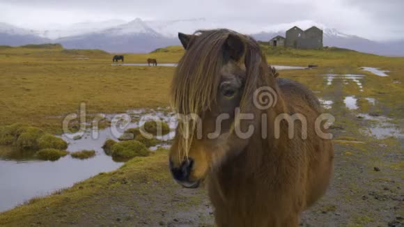 马近距离观看悲伤的棕马眼家养动物需要自由一匹马的嘴优雅的马视频的预览图