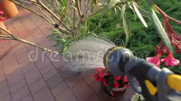 给花园里的植物浇水视频的预览图