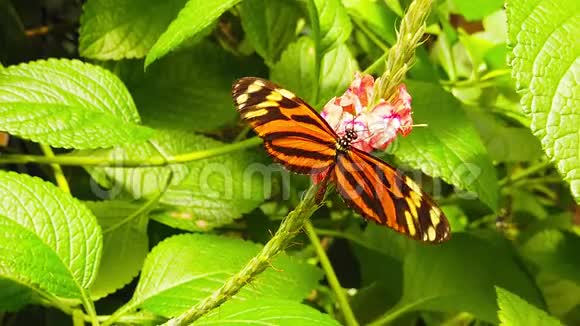 虎纹长翼蝴蝶采集Nectar03慢速运动视频的预览图