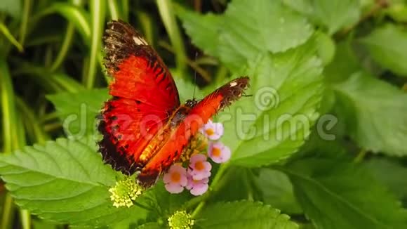 红翼蝴蝶与翼翼卡马拉03慢速运动视频的预览图