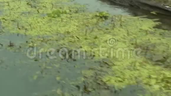 漂浮的睡莲在阴暗的水库里留下视频的预览图