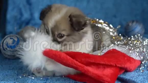 小狗躺在蓝色背景上玩圣诞帽视频的预览图