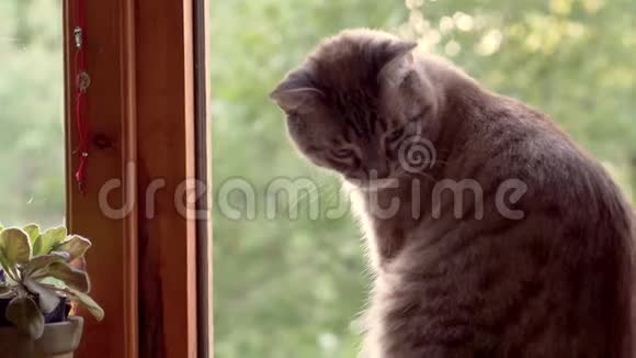 猫坐在开着的窗户附近视频的预览图