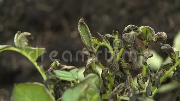 蟋蟀植物上枯萎的叶子视频的预览图