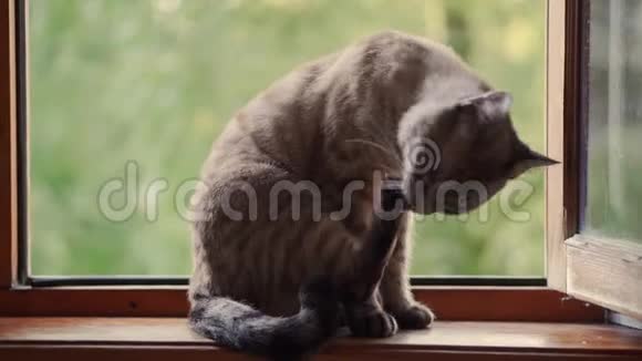 猫坐在开着的窗户附近视频的预览图
