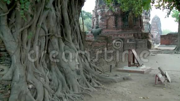 榕树的树根上有一尊佛像视频的预览图