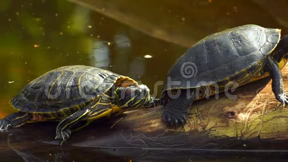 湖中岩石上的海龟视频的预览图