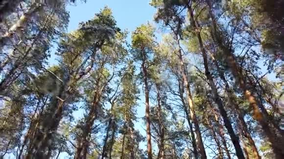 穿过森林高高的松树顶着蓝天从下面眺望视频的预览图