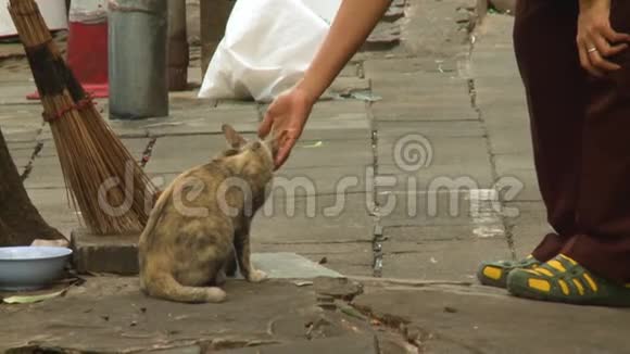 一只流浪猫在街上被它的主人宠爱视频的预览图