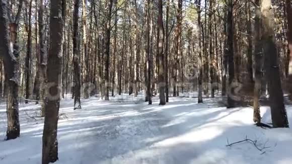 穿过冬林最高的松树树干上覆盖着雪视频的预览图