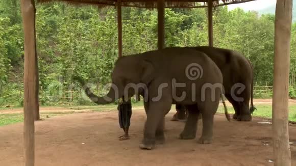小屋下的大象在饲养员的陪同下视频的预览图