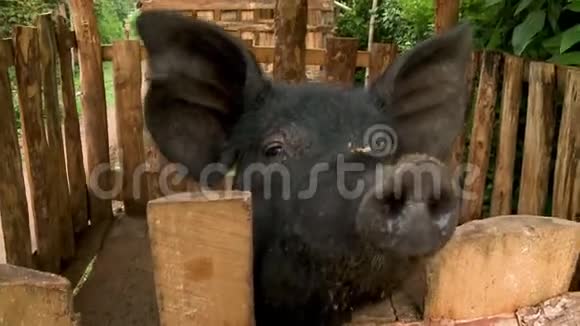 一只土生土长的猪在一间由树枝组成的小屋里视频的预览图