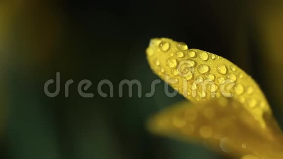 水滴在黄叶上视频的预览图