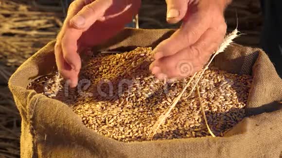 农夫手把麦粒倒进一个有耳朵的袋子里收获谷物农学家研究粮食的质量视频的预览图