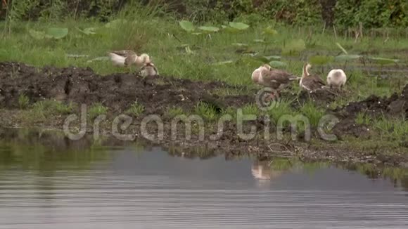 一群家鸭在河床旁啄食视频的预览图