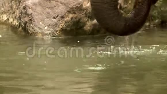 一头大象站在水库饮水处视频的预览图