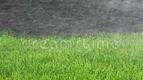 自动喷水喷头喷洒在绿色草坪上视频的预览图