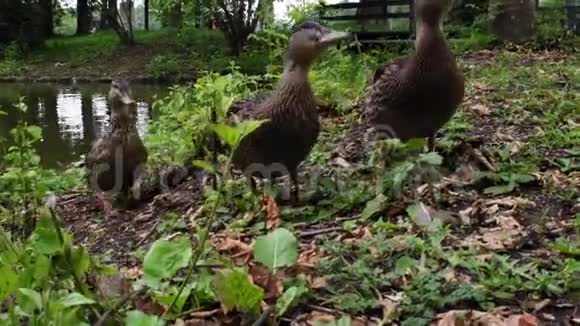 在德国慕尼黑的勃鲁登堡城堡附近的夏天三只鸭子在一个湖附近的近景视频的预览图