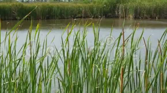 在湖泊或池塘水的背景上的芦苇灌丛浓密的棕色芦苇叶子在平静的水和视频的预览图