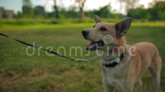 公园里的狗狗带着皮带小狗摇着尾巴微笑着靠近狗脸视频的预览图