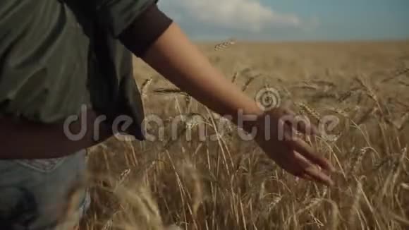 日落时分女性的手轻轻抚摸麦穗视频的预览图