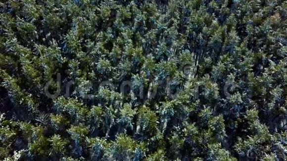 森林里的冬天冬季混合森林被雪霜覆盖冬天的风景视频的预览图