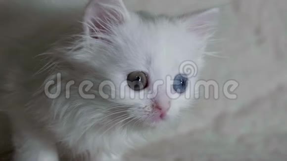 一只异色小猫在特写镜头中环顾四周视频的预览图