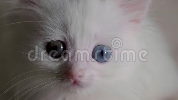 一只异色小猫在特写镜头中环顾四周视频的预览图