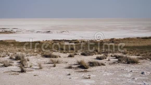 纳米比亚Etosha盐滩干旱干旱荒凉景观视频的预览图