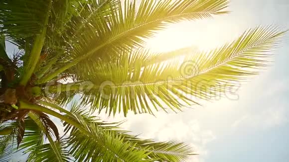 风吹动了摇曳的椰子叶阳光照下来视频的预览图
