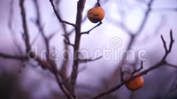 秋天雾蒙蒙的花园里果树上的老苹果视频的预览图
