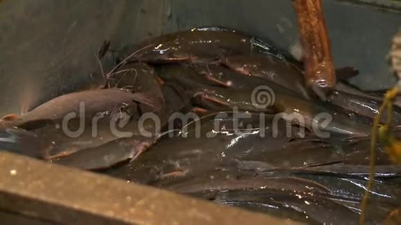 活的蠕动的鲶鱼在潮湿的市场上出售视频的预览图