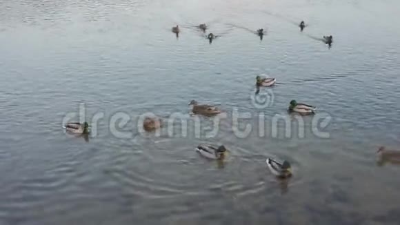 鸭子和鸭子在河里游泳视频的预览图