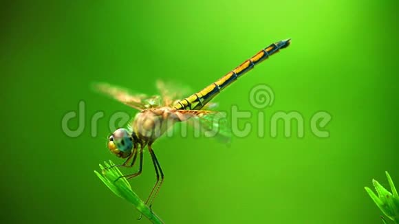 蜻蜓栖息的特写大树绿色背景视频的预览图