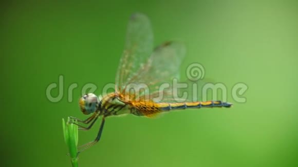 蜻蜓类植物茎绿色背景视频的预览图