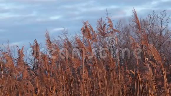 冬日夕阳下的芦苇丛视频的预览图