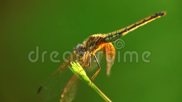 植物茎绿色薄膜背景下的蜻蜓栖息视频的预览图