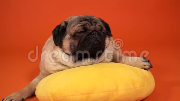 美丽的巴格躺在黄色的枕头上可爱的狗躺在橙色的背景上视频的预览图