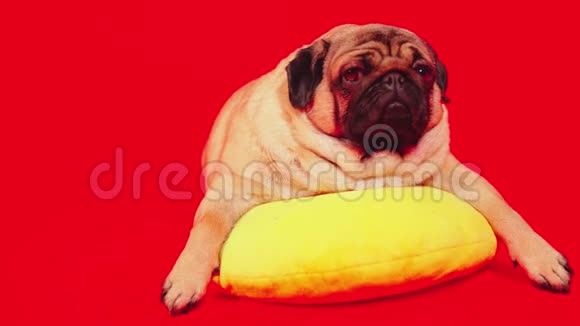 美丽的巴格躺在黄色的枕头上可爱的狗停在红色的背景上视频的预览图