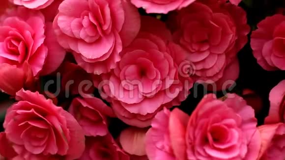 美丽的粉红色玫瑰花束围绕着它的轴线旋转完整的框架顶部视图用于背景视频的预览图