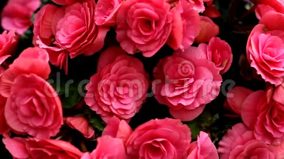 盛开的美丽的粉红色玫瑰花丛轻轻地从风中旋转完整的框架用于背景视频的预览图