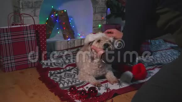 一家人试图给他们可爱的狗戴圣诞帽但没有成功视频的预览图