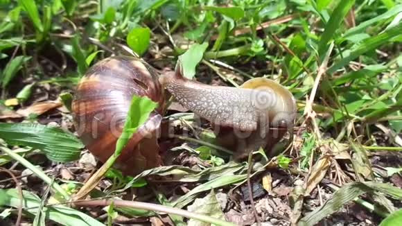BekicotAchatinafulica非洲巨型蜗牛Archachatinamarginata和自然背景视频的预览图