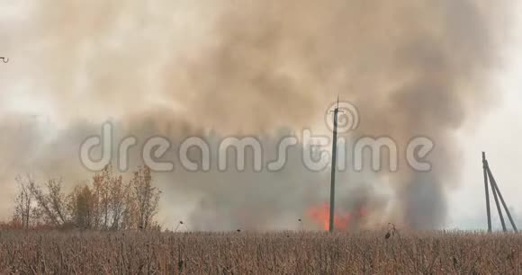 自然灾害燃烧乡村的田野视频的预览图