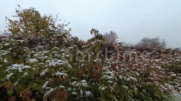 雪落在花园里白雪中的绿黑浆果灌木视频的预览图