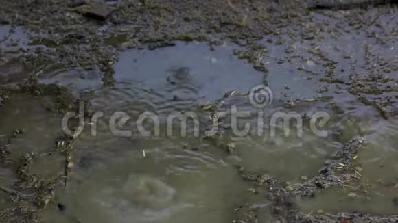 雨滴落在泥坑里视频的预览图