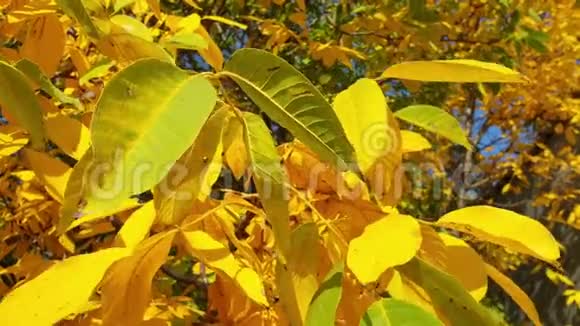 鲜艳的多色树叶在风中摇曳秋天金色的树叶视频的预览图