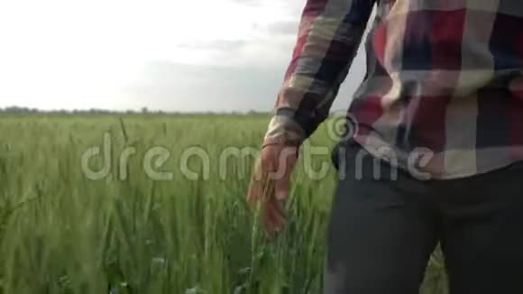 农夫亲手触摸大麦作物男主在天空的背景下漫步在绿林间视频的预览图