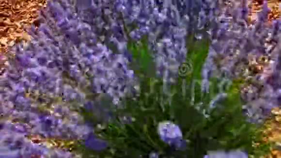 紫色薰衣草植物视频的预览图