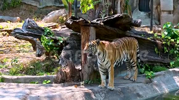 老虎在森林里很酷视频的预览图
